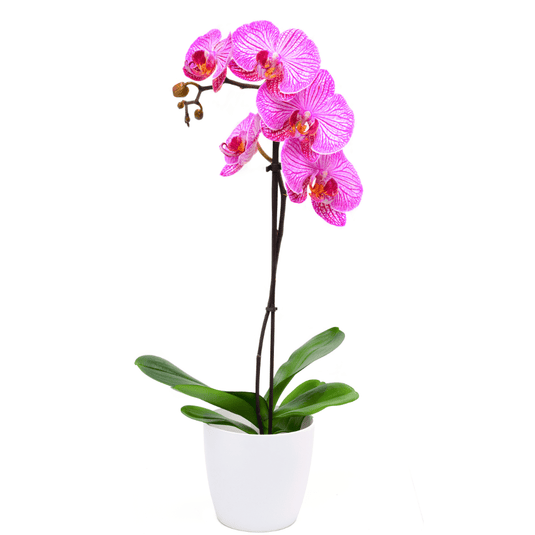 Orchid Planter