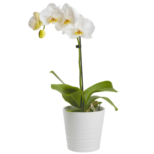 Orchid Planter